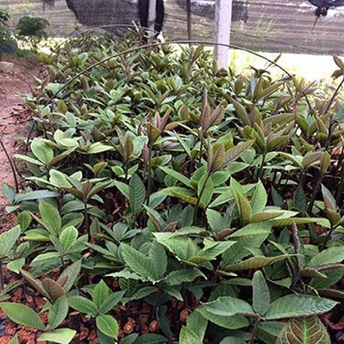 Combo 2 cây giống khôi nhung tía