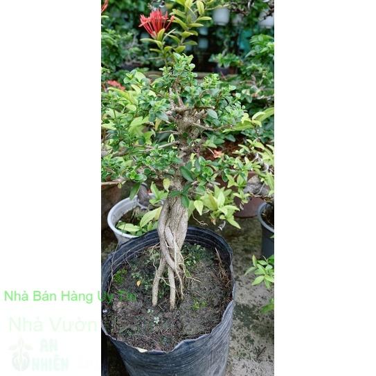 Sam Hương Bonsai