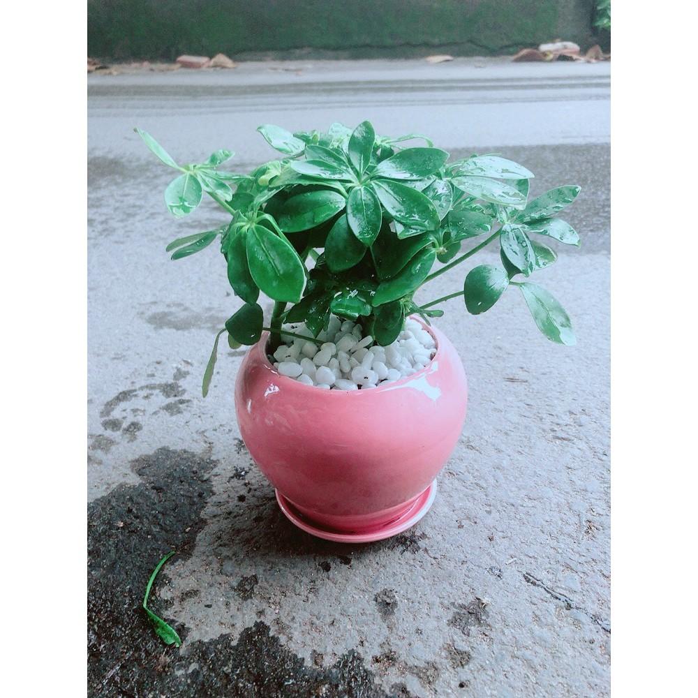 Chậu Cây Ngũ Gia Bì