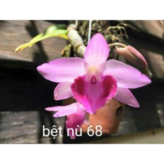 combo 2 cây bệt nù 68