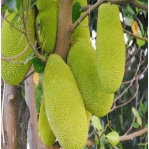 CÂY GIỐNG Mít Trái Dài Malaysia nhập khẩu