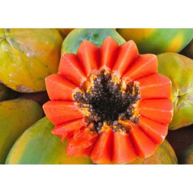 Hạt giống đu đủ ruột đỏ gói 100 hạt - Quả to đẹp năng suất cao
