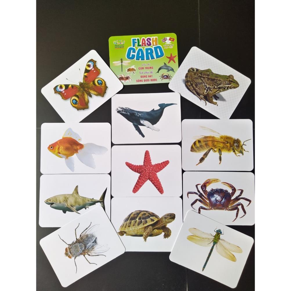 Bộ Thẻ Học Thông Minh 18 Chủ Đề loại to song ngữ tiếng Anh loại chuẩn Glenn Doman Flashcard cho bé từ 0-6 tuổi