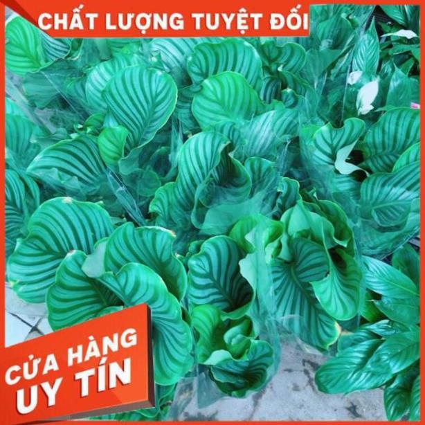 Đuôi Công Xanh