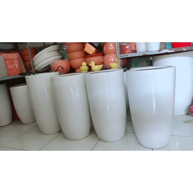 Cọ Nhật Kèm Chậu Lớn