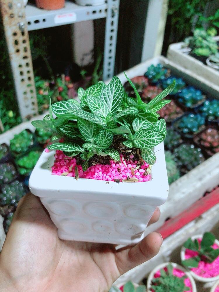 Chậu Cây Lá May Mắn Xanh Nhạt