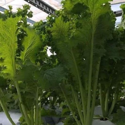 Bộ 3 Gói Hạt giống rau cải mù tạt xanh dể trồng F1-gói 10gram-tặng kèm gói phân bón lót
