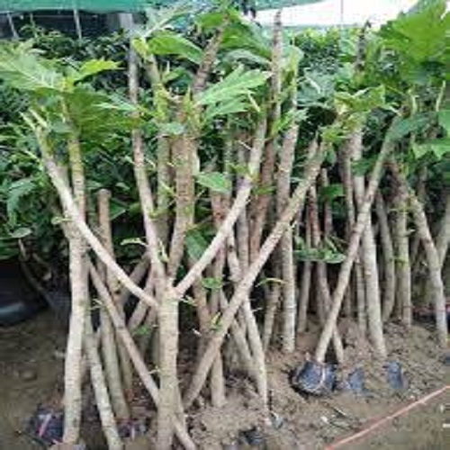 CÂY SA KÊ CAM KẾT CHUẨN F1