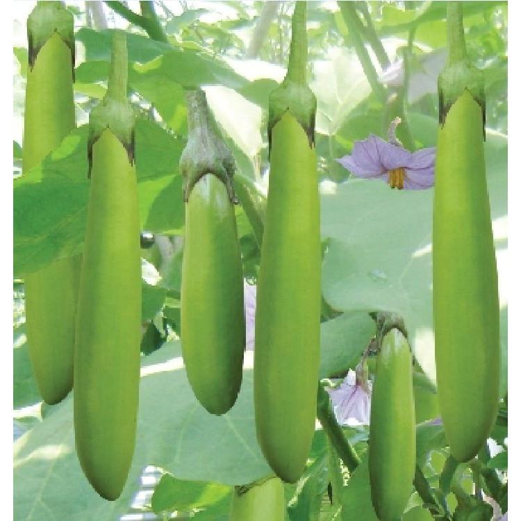 Hạt giống cà xanh lai trái dài - 2gr/gói