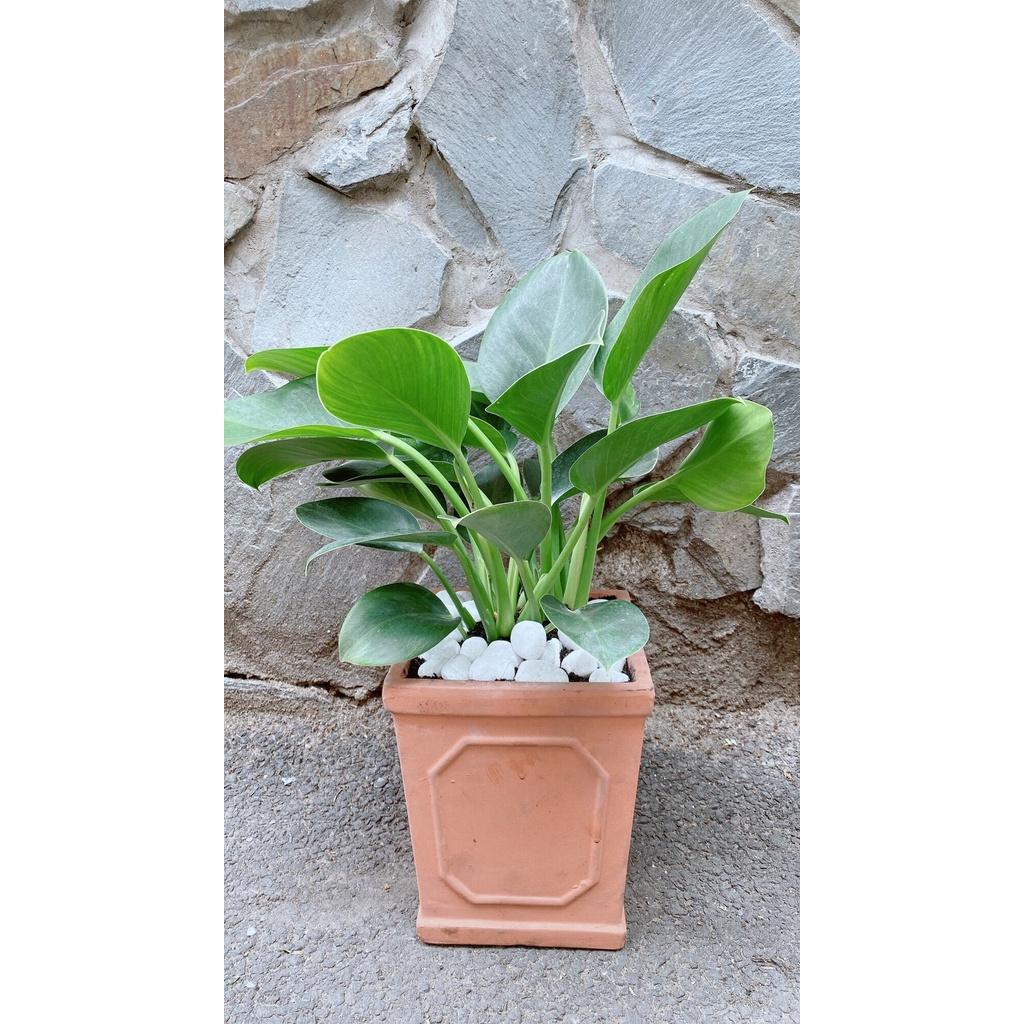 Chậu Trầu Bà Đế Vương Xanh