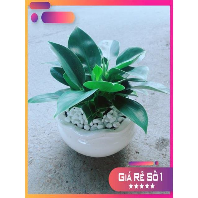 Chậu Trầu Bà Đế Vương