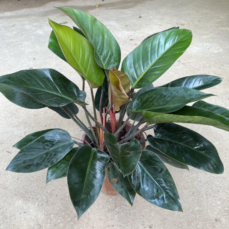 Cây trầu bà đế vương đỏ cỡ to bán kính 40cm, cây cảnh phong thủy nội thất trồng để bàn và ban công