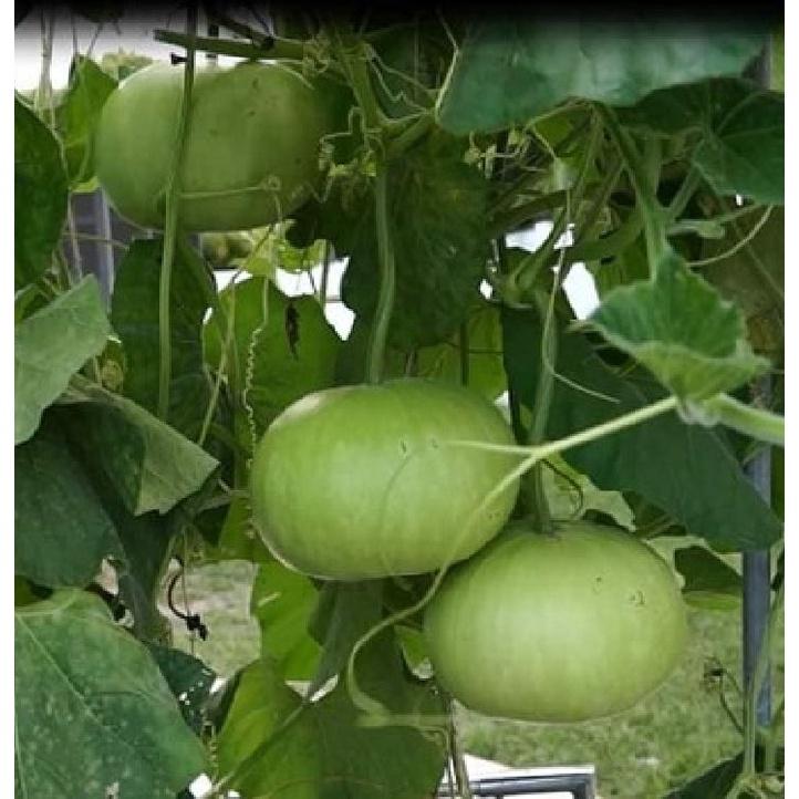 Combo 2 Gói Hạt giống bầu quả tròn Thái lan-gói 10 hạt/tặng kèm gói phân bón lót