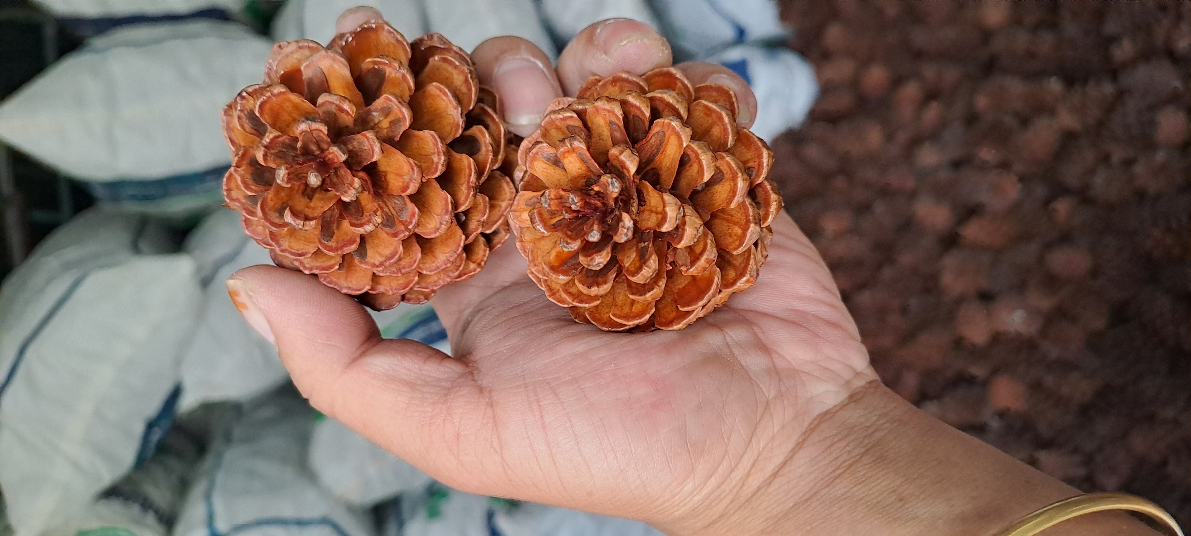 Quả thông trang trí giáng sinh, có sơn phủ bóng