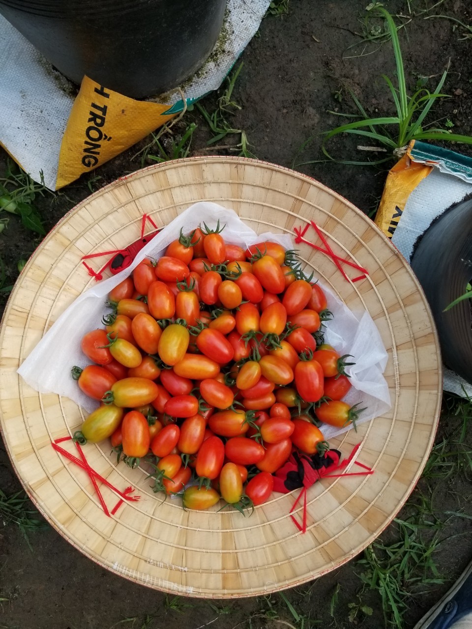 Đất Sạch Dinh Dưỡng Chuyên Dùng Trồng Rau & Hoa Potting Mix 20dm3