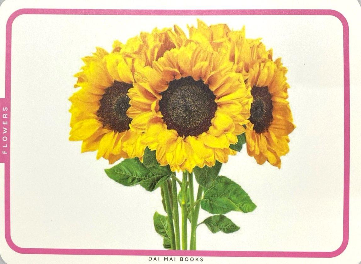 Sách - Flash Card - Thẻ Học Thông Minh Theo Phương Pháp Giáo Dục Sớm Glenn Doman - Các Loài Hoa Và Trái Cây - Flowers And Fruits