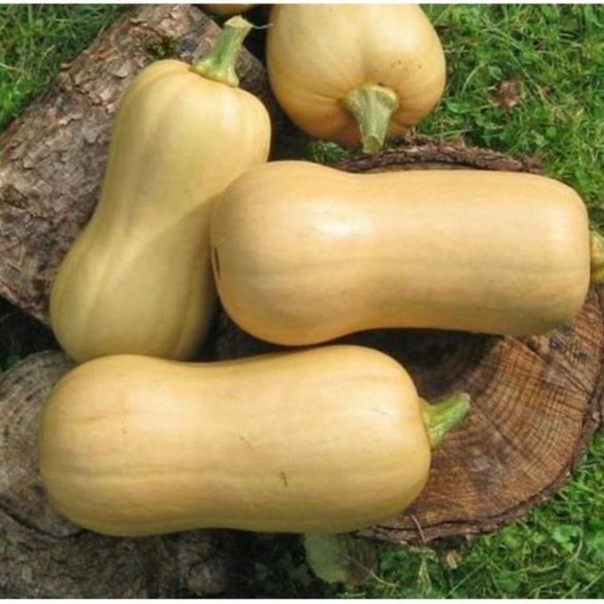 Hạt Giống Bí Ngô Mật Butter F1 Ngon Ngọt Dễ Trồng Gói 10G - Khu Vườn Ban Công