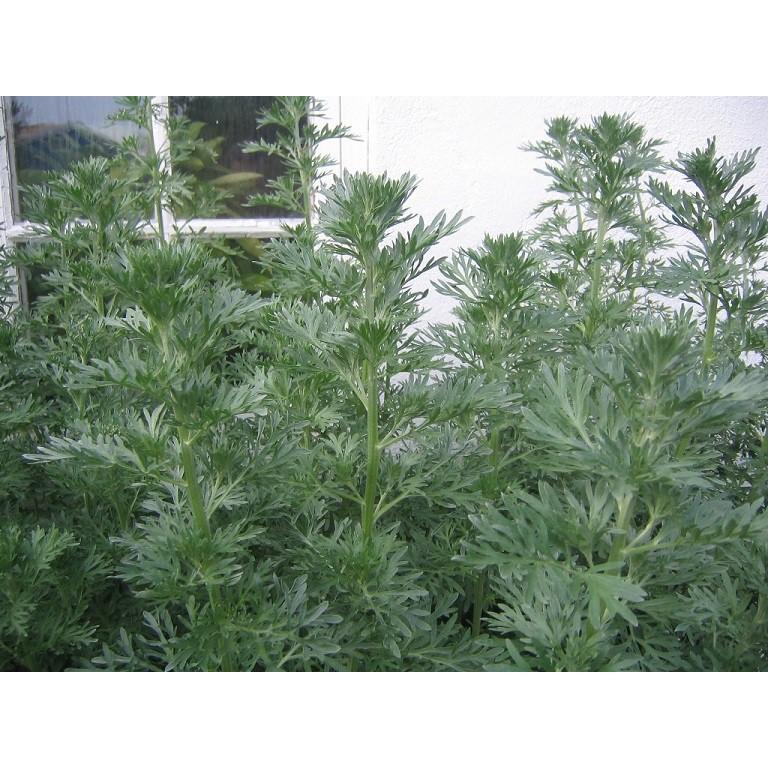 323A GÓI 50 Hạt Giống Ngải Đắng