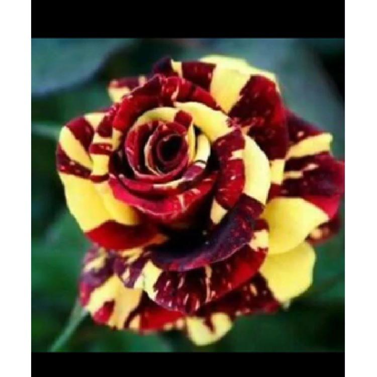 Hạt giống hoa hồng cầu vòng 20 hạt/gói