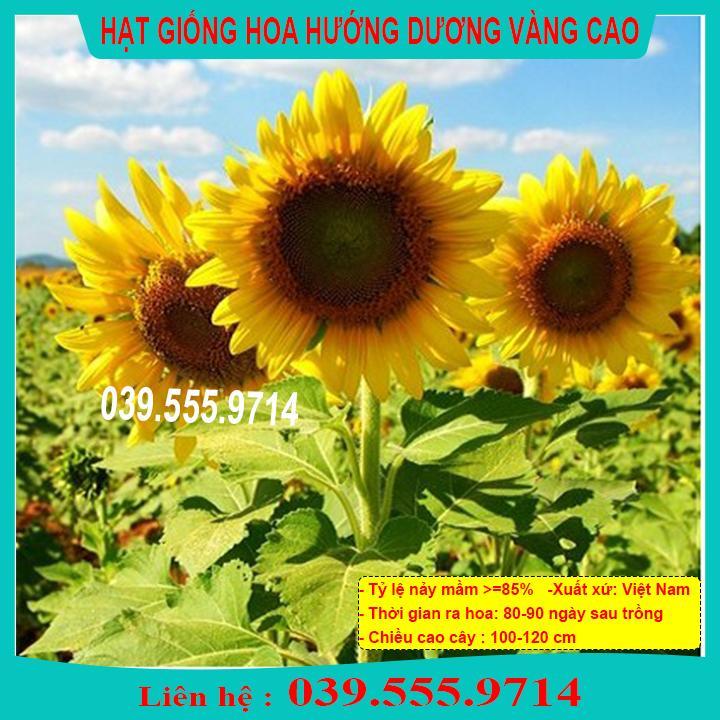 HẠT GIỐNG HƯỚNG DƯƠNG VÀNG CAO  CHẤT LƯỢNG CAO