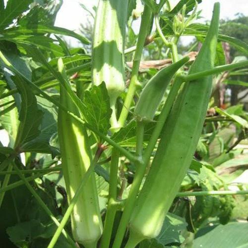 Hạt giống Đậu Bắp cao sản Rado 60 gói 20gr - TRỒNG QUANH NĂM