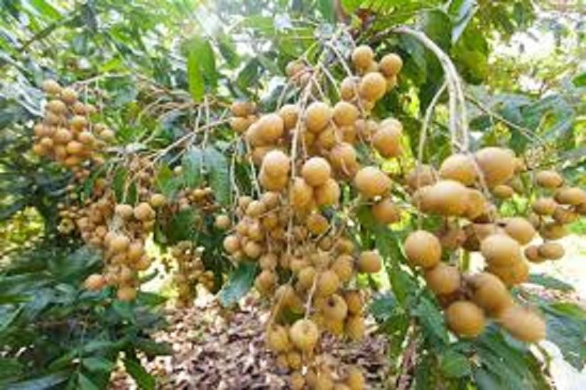 Cây NHÃN HẠT LÉP IDO