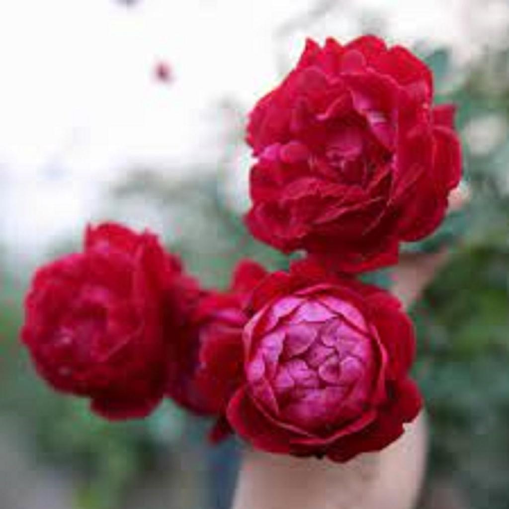 Hoa hồng cổ huế- bầu to cây trưởng thành