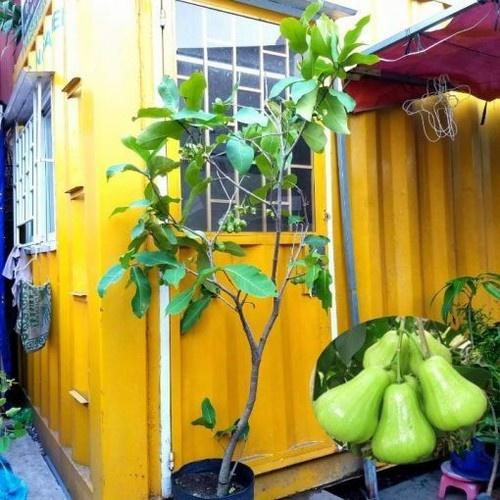 Cây giốn Mận Xanh đường