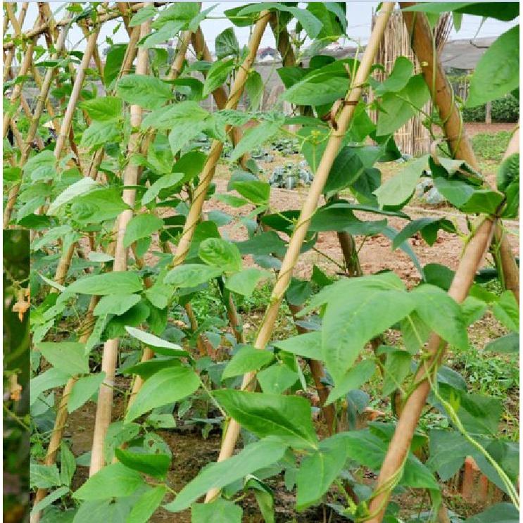 Hạt giống đậu cove hạt đen dạng leo KNS366 - Gói 10gram