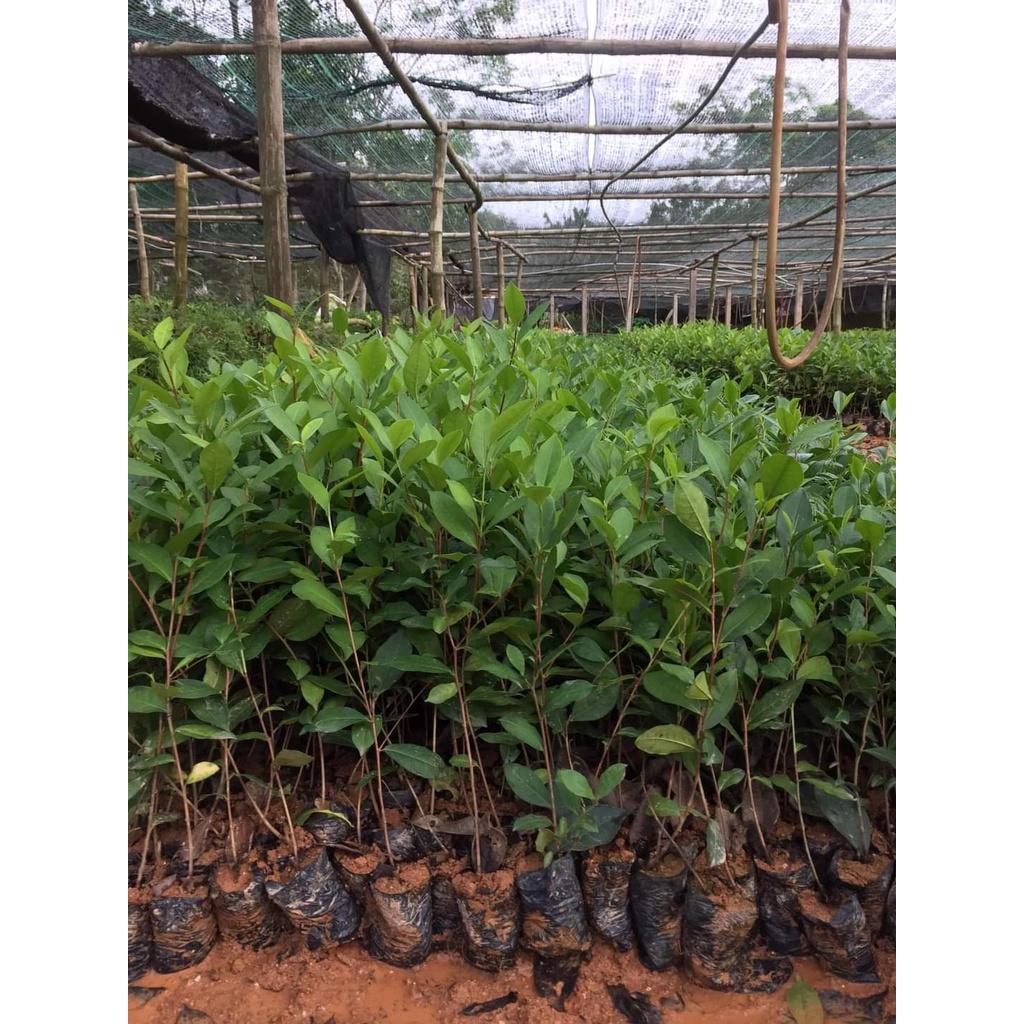 CÂY GIỐNG CHÈ XANH THÁI NGUYÊN.