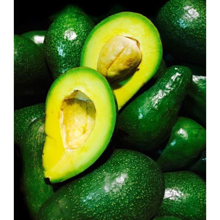 Cây bơ sáp quả to tròn rất dễ trồng và chăm sóc