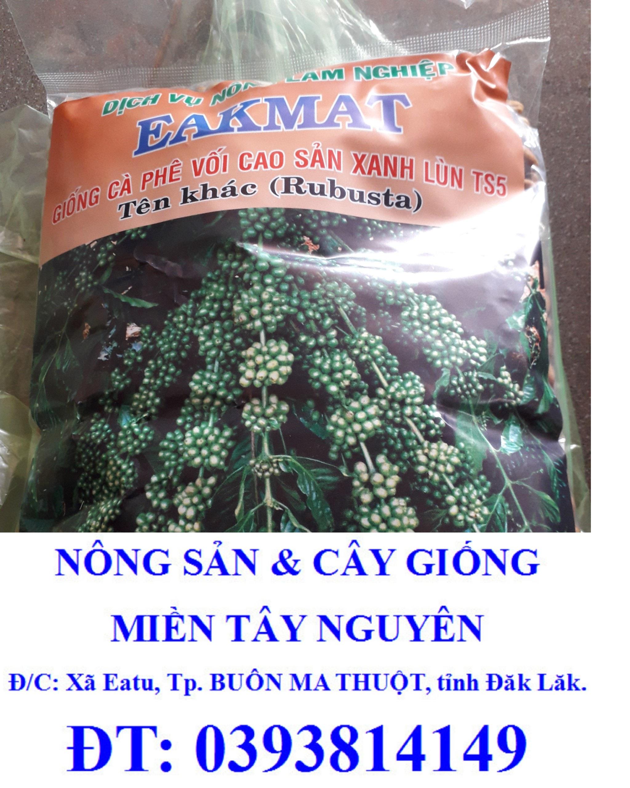 500 gram HẠT GIỐNG CÀ PHÊ XANH LÙN .
