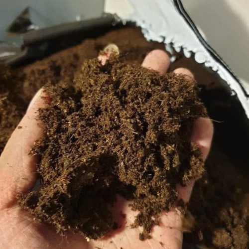 [Túi 1kg Tặng 200gr xơ dừa] Peat moss - Rêu than bùn / Peatman hàng chuẩn cao cấp.