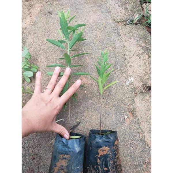 Cây giống Đàn Hương Ấn Độ