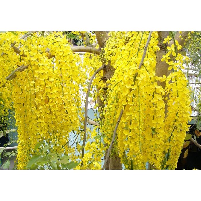 Muồng hoàng yến vàng-hoa osaka vàng, bầu cây giống