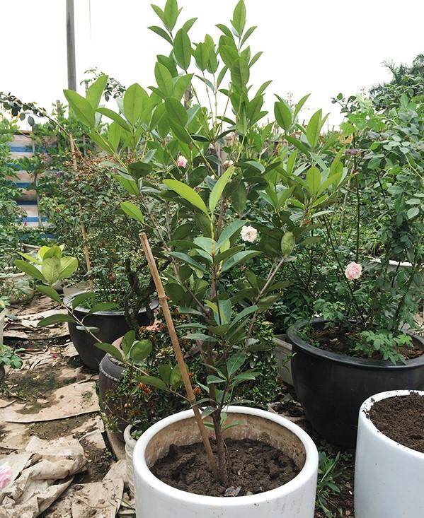 Cây CHERRY BRAXIN cây LỚN sắp quả, siêu sai quả, chất lượng, giá trị kinh tế cao