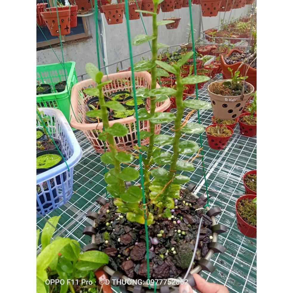 Hoa lan phi điệp- mít đồng xu đà bắc