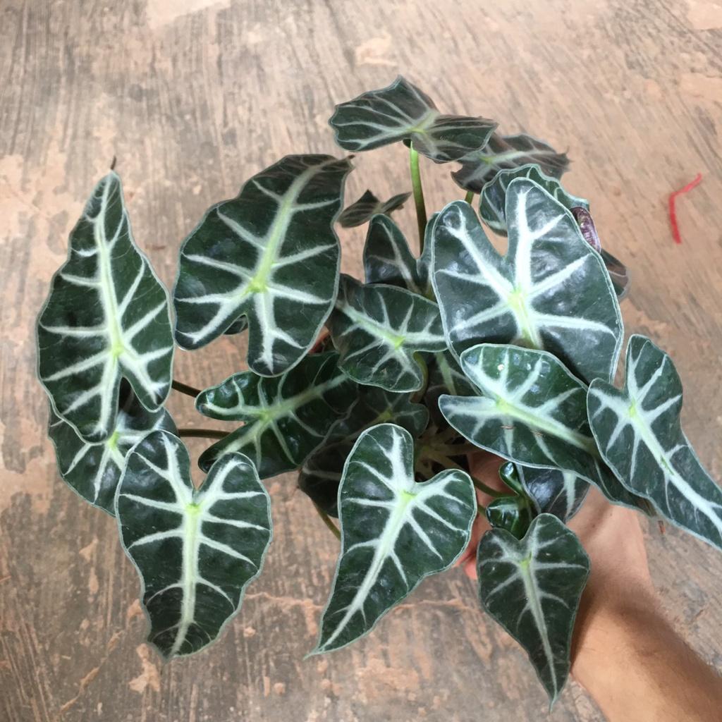 Cây Môn Tím Để Bàn,Trang Trí Phòng