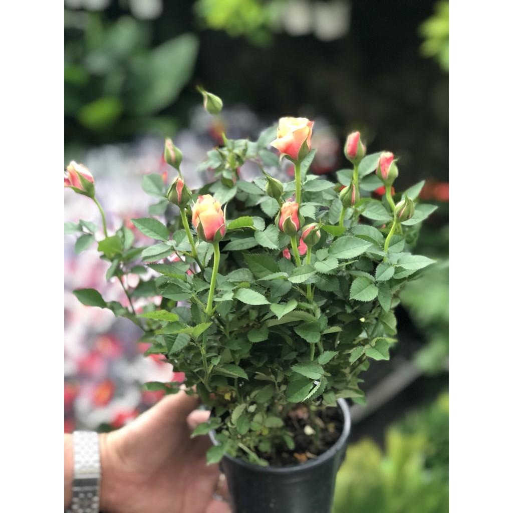 Chậu hồng Siêu Nụ Hasfarm - Màu Cà rốt