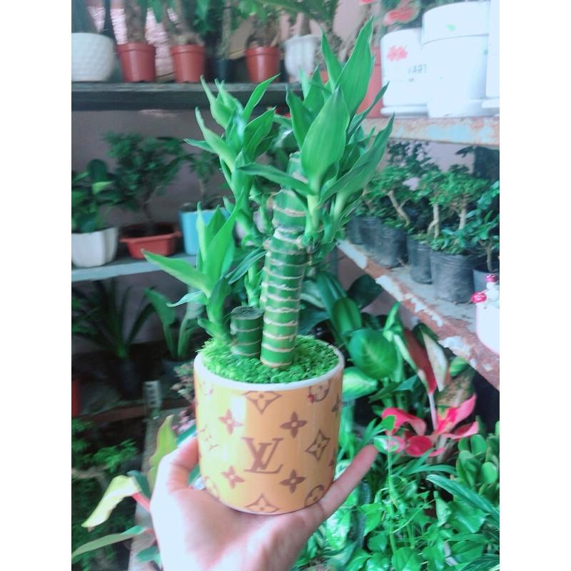 Chậu Trúc Phát Tài