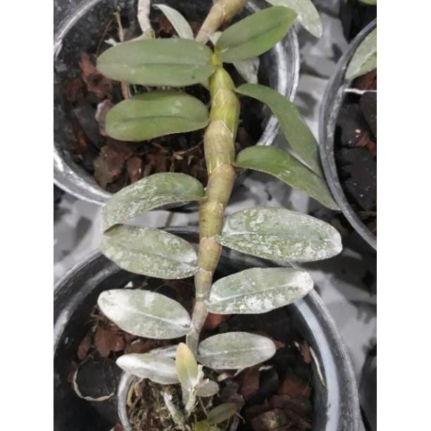 Hoa phong lan - nù tam bố cây năm 3 7-10 cm