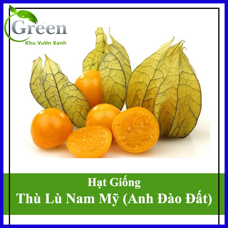 Hạt Giống Anh Đào Đất (Cây Tầm Bóp) Nhật Bản (100H)