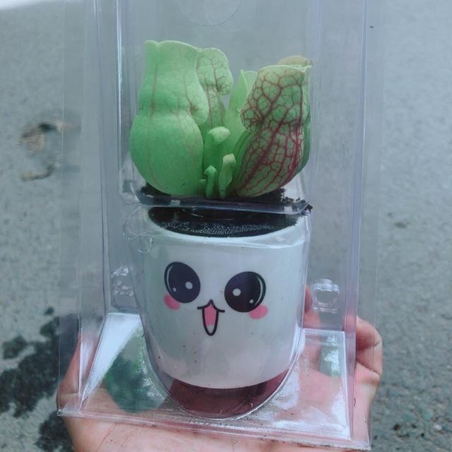 Chậu Cây Bắt Mồi