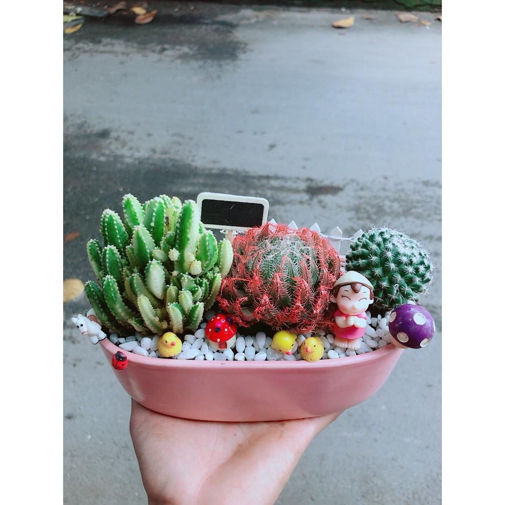 Chậu Mix Tiểu Cảnh Sen Đá
