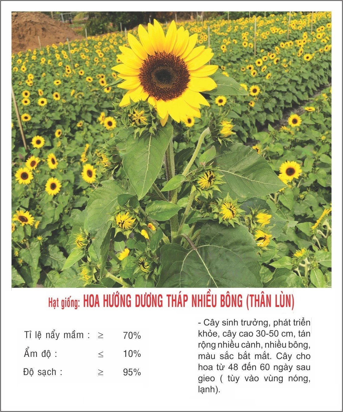 Hạt giống Hướng Dương Tháp thân lùn siêu bông VTP165