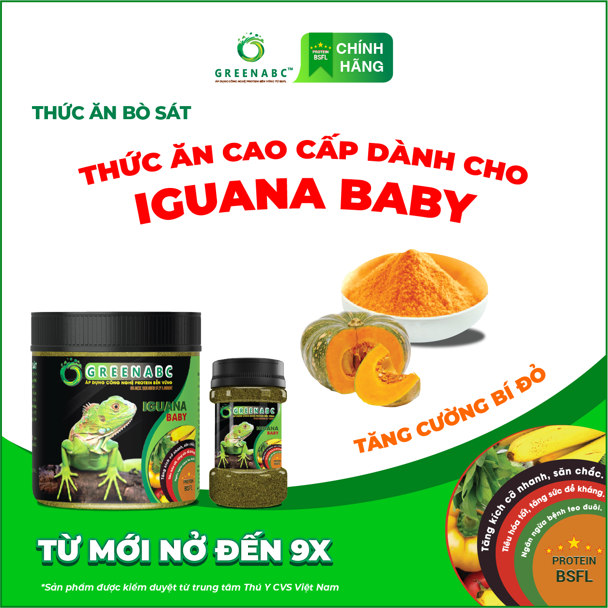 IGUANA BABY TĂNG CƯỜNG BÍ ĐỎ - Thức ăn BÒ SÁT cho Rồng Nam Mỹ Baby TĂNG CƯỜNG BÍ ĐỎ từ mới nở đến 9x TĂNG SIZE, TĂNG MÀU, GAI BUNG, DÁNG ĐẸP, KHỎE MẠNH