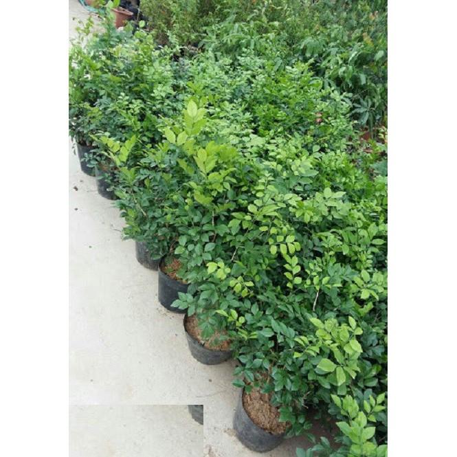 CÂY HOA NGUYỆT QUẾ - HOA THƠM NGÁT