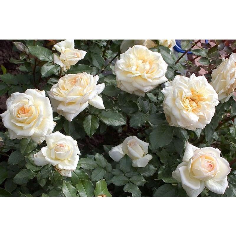 Hoa hồng Tchaikovsky Rose - hồng bụi, màu trắng kem, hoa thơm