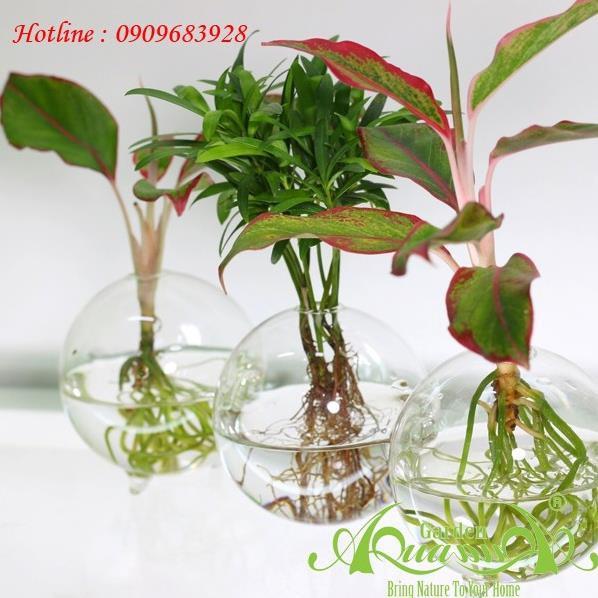 Cây như ý cây phong thủy, cây để bàn