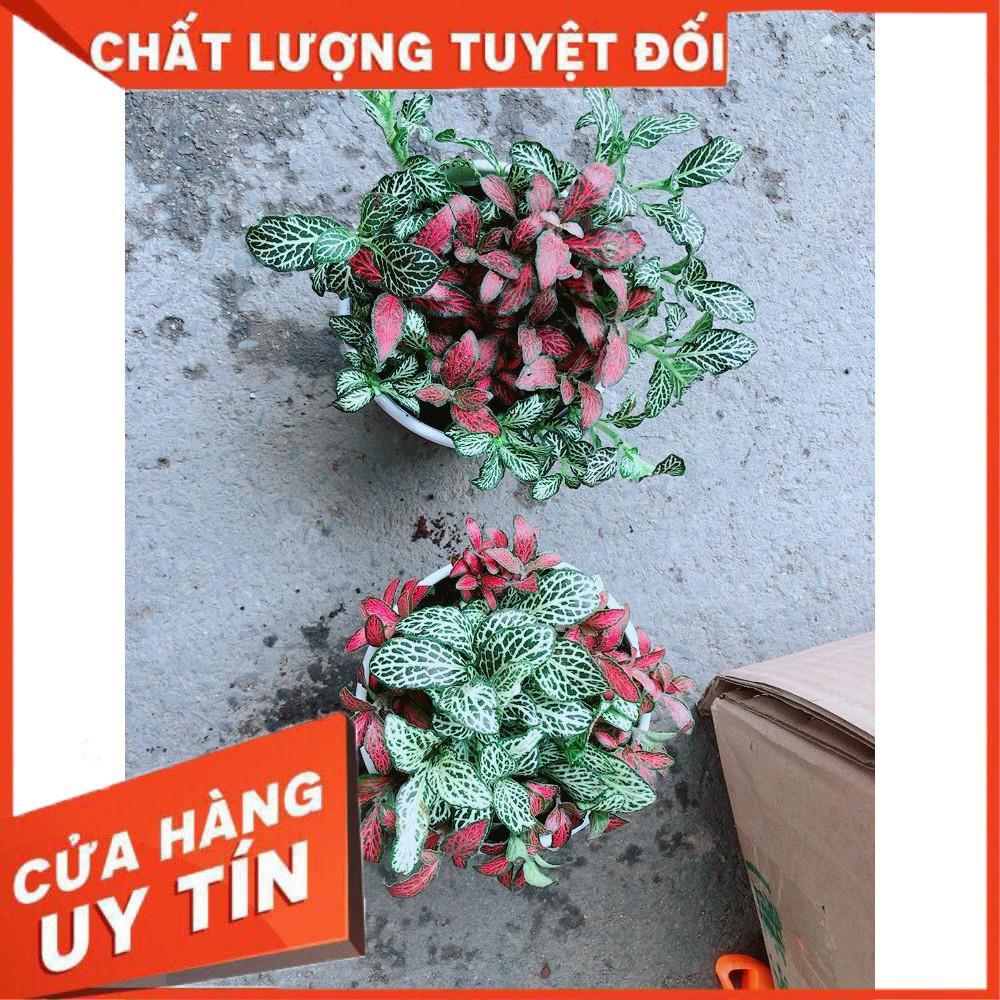 Combo hai chậu cây cẩm nhung xanh+đỏ Nhiều Người Mua